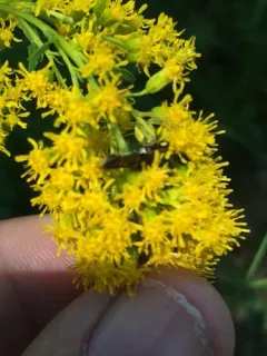 Blazing Star Clearwing thumbnail 2