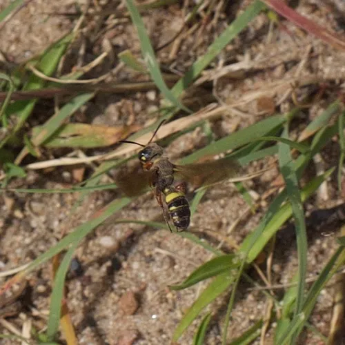 Cerceris gnarina