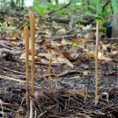 Pipe Club thumbnail 4