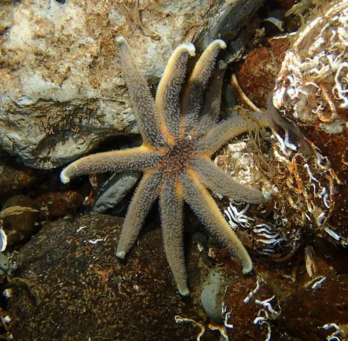 Striped Sun Star
