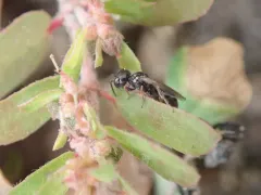 Diodontus minutus thumbnail 4