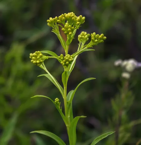 Riddell's goldenrod