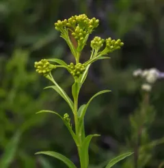 Riddell's goldenrod thumbnail 1