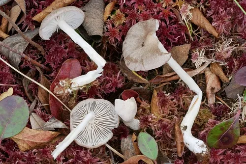 Entoloma elodes