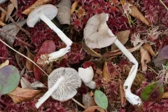 Entoloma elodes thumbnail 1