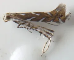 Parectopa plantaginisella thumbnail 2