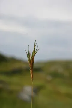 Viviparous Sheep's-fescue thumbnail 4