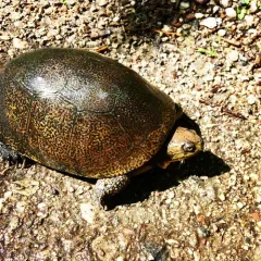 Blanding's Turtle thumbnail 3