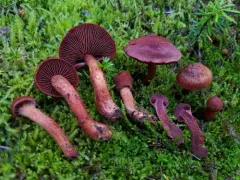 Cortinarius rufosanguineus thumbnail 2