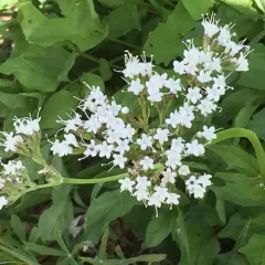 Sitka valerian thumbnail 2
