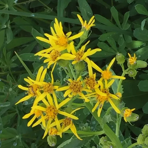Arrowleaf Senecio