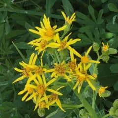 Arrowleaf Senecio thumbnail 1