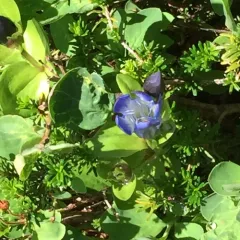 Mountain Bog Gentian thumbnail 3