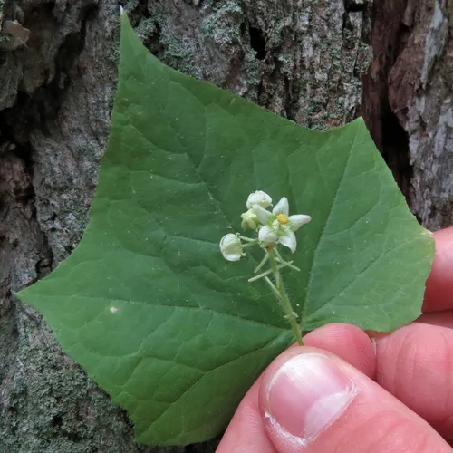 Oneseed Bur Cucumber