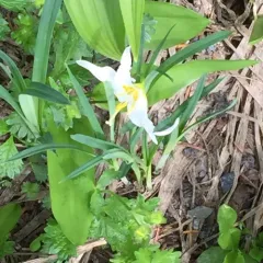 Avalanche lily thumbnail 4