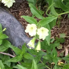 yellow willowherb thumbnail 3