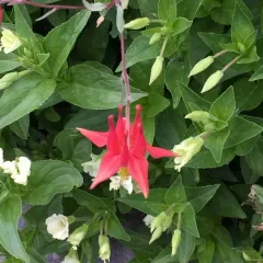 western columbine thumbnail 3