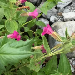 Lewis' monkeyflower thumbnail 4