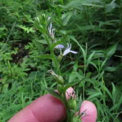 Indian tobacco thumbnail 3