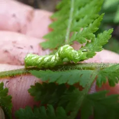 Pink-shaded Fern Moth thumbnail 2
