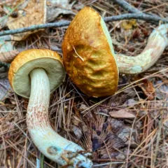 Leccinum longicurvipes thumbnail 4