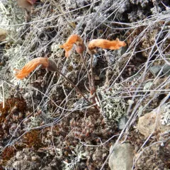 clustered broomrape thumbnail 2