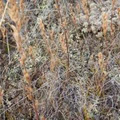 yellow owl's-clover thumbnail 1