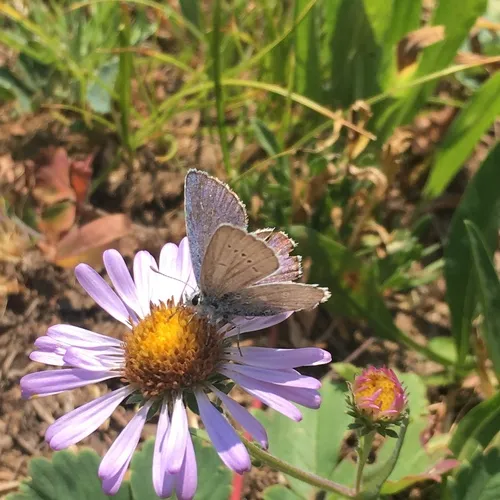 Boisduval's Blue