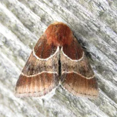 Arcigera Flower Moth thumbnail 2