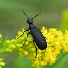 Black Blister Beetle thumbnail 2
