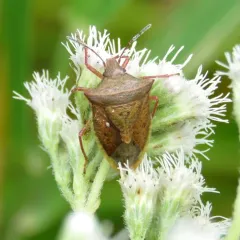 Euschistus ictericus thumbnail 1