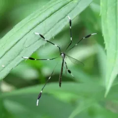 Eastern Phantom Crane Fly thumbnail 2