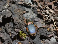 Summer Harp Ground Beetle thumbnail 2