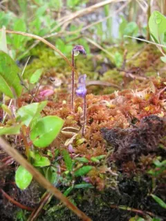 Hairy Butterwort thumbnail 3