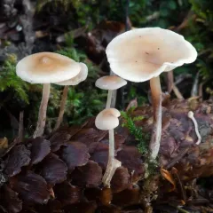 Conifercone Cap thumbnail 3