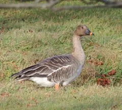 Tundra Bean Goose thumbnail 1