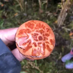 Suillus spectabilis thumbnail 2