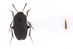 Small Carrion Beetle thumbnail 2