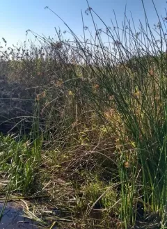 California bulrush thumbnail 3