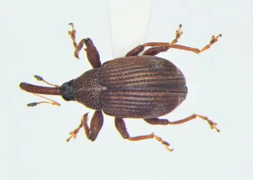 Anthonomus profundus