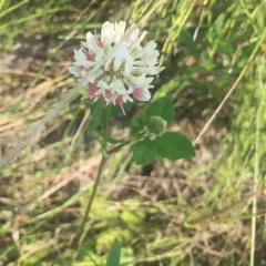 Alsike clover thumbnail 1
