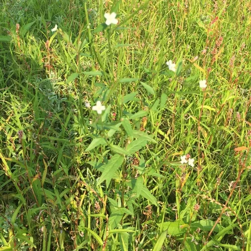 fringed willowherb