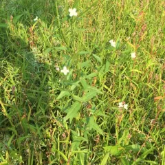 fringed willowherb thumbnail 1