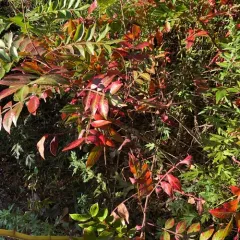 shining sumac thumbnail 3