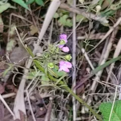 slender false foxglove thumbnail 3