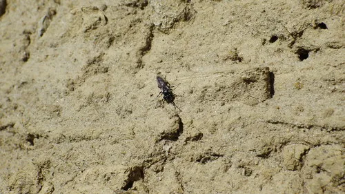 Tachysphex apicalis