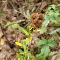 round-headed bush clover thumbnail 3
