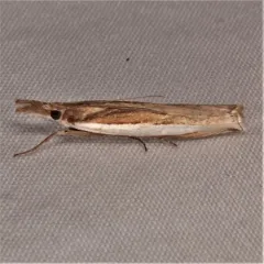 Leach's Grass-veneer thumbnail 4