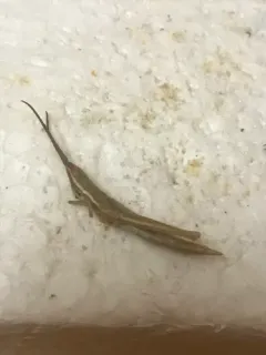Wyoming Toothpick Grasshopper thumbnail 4