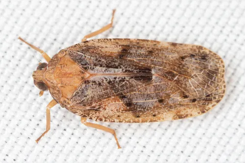 Cixidia confusa